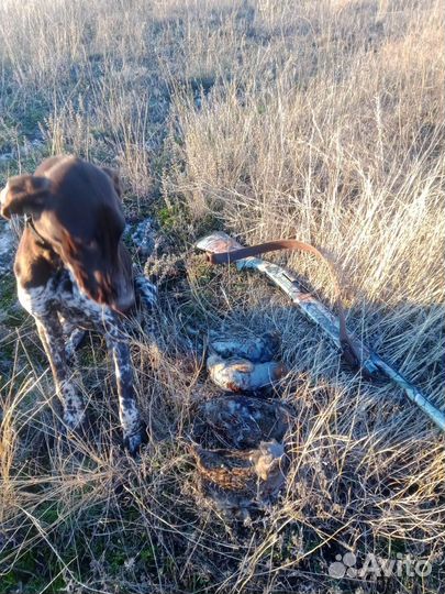 Щенки курцхаар