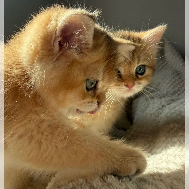 Шотландский прямоухий короткошёрстный котёнок