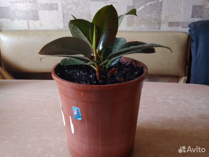 Фикус 2шт в горшке