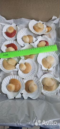 Икра Красная. Гребешок на Ракушке с Икрой