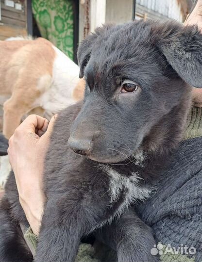 Щенок в добрые руки бесплатно