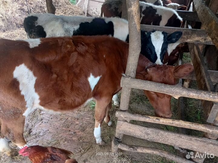 Бычки и телята