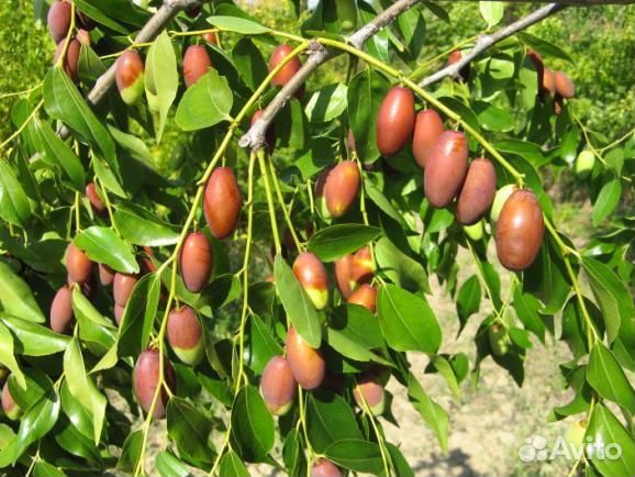 Мурайя, гинкго билоба, азимина, лимонник. унаби