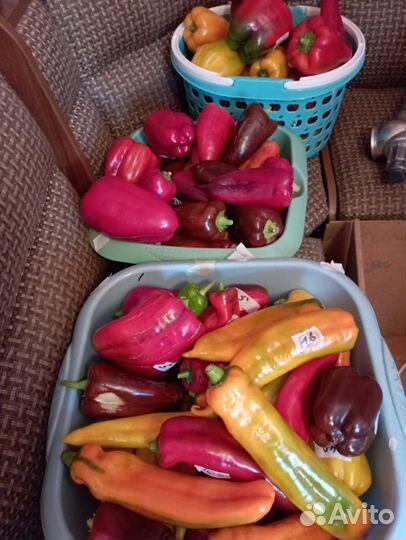 Семена сортовых томатов и перцев