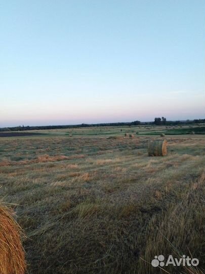 Сено в рулонах 2023г