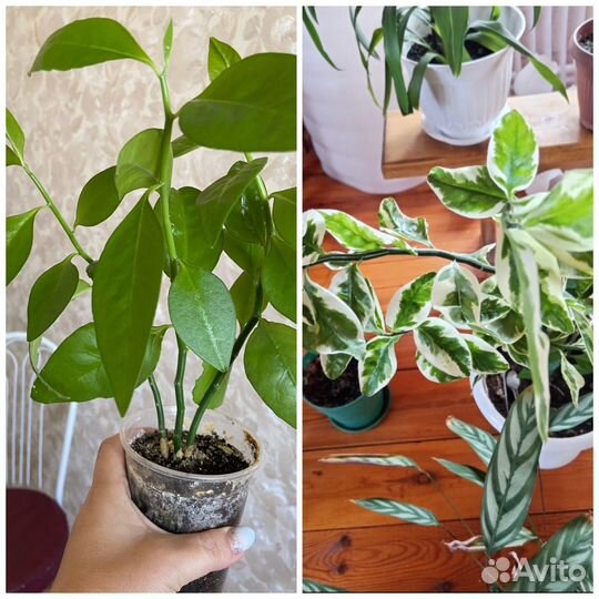 Педилантус