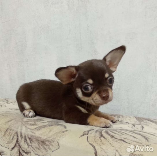 Чихуахуа мальчики и девочки