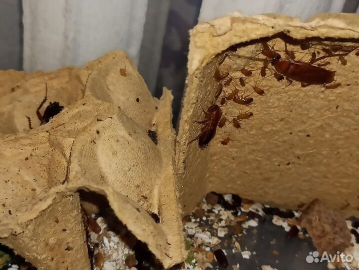 Сверчки двупятнистые, зоофобас, тур. таракан