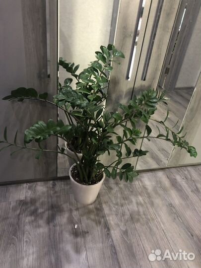 Большой выбор комнатных растений, больше в профиле