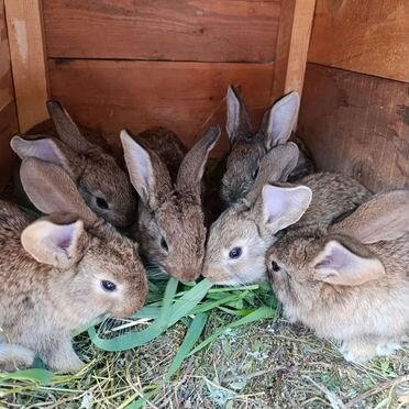 Продам крольчат Фландры