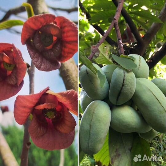 Азимина-северный банан