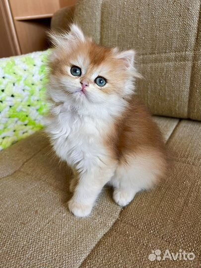 Британская золотая шиншилла котята