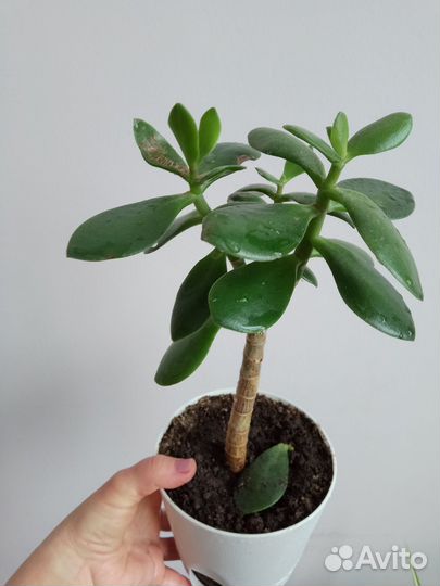 Толстянка, денежное дерево, цветы комнатные