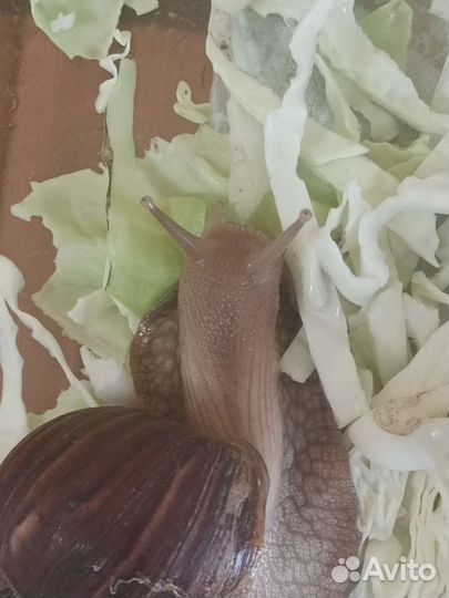 Улитки ахатины