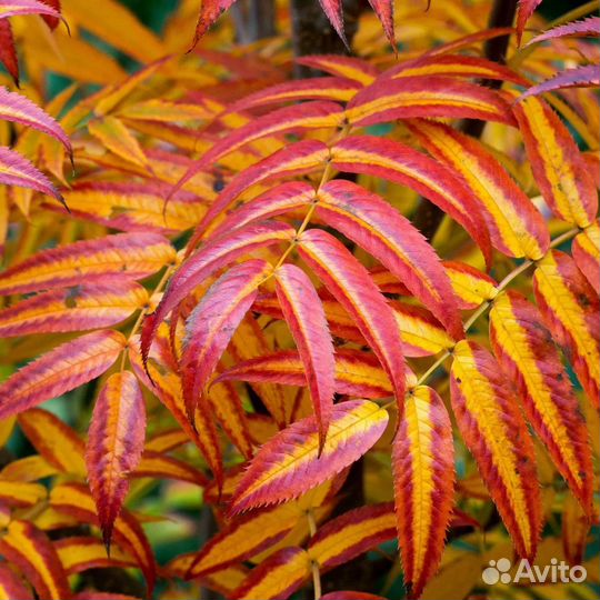 Рябина додонг