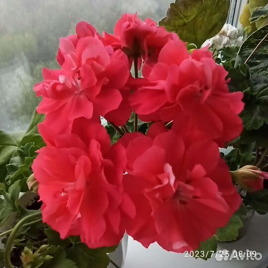 Ю Лариса Огудалова