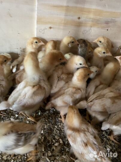 Цыпленок несушки