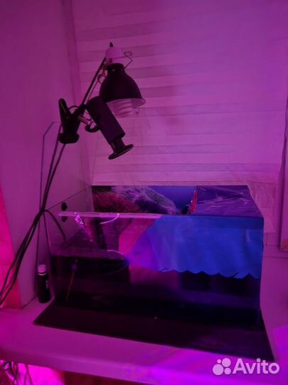 Красноухая черепаха