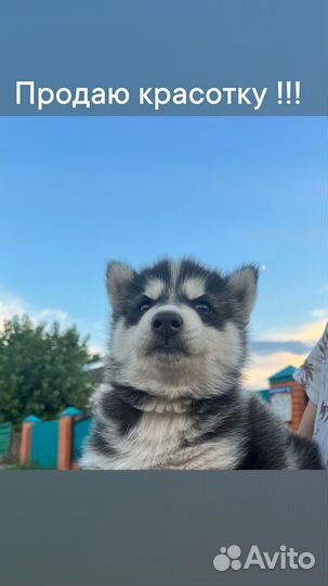 Щенки хаски