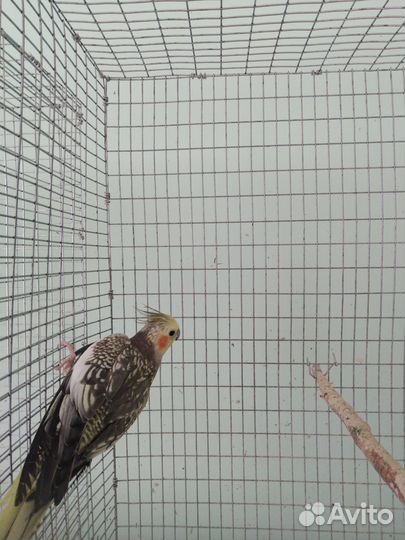 Попугаи корелла