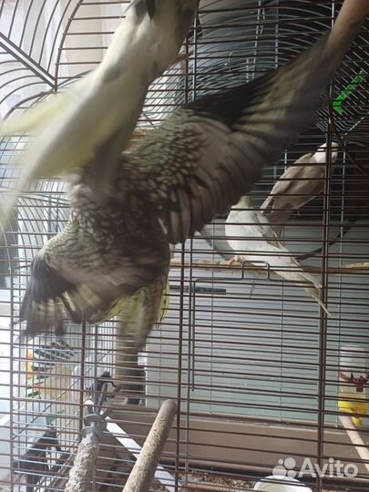 Птенец карелла