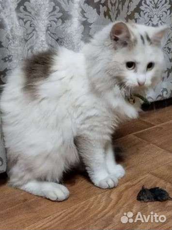 Отдам кошечку