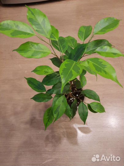 Фикус Кинки и другие сортовые фикусы