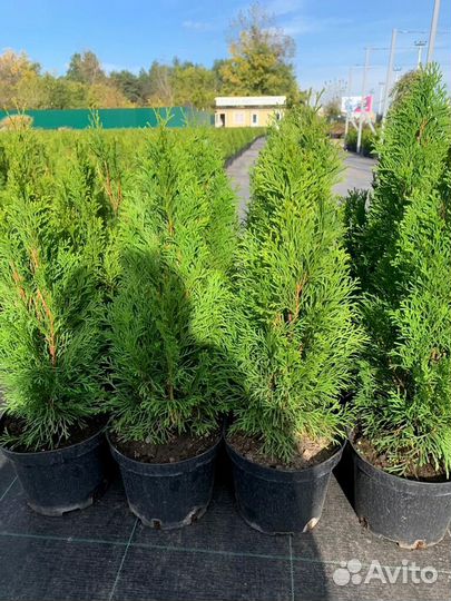 Туя смарагд оптом