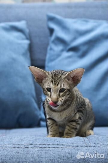 Ориентальный котенок