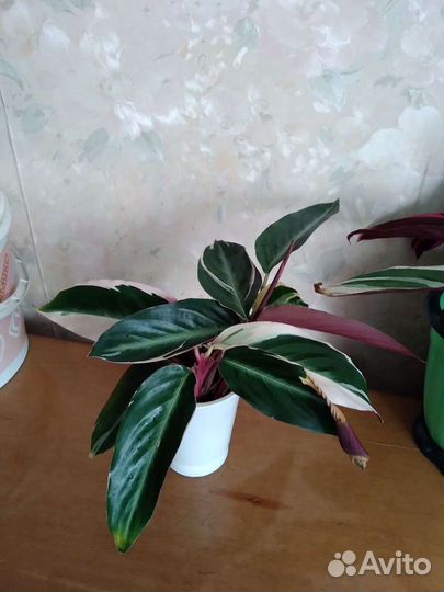 Строманта триколор