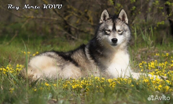 Хаски агути из питомника