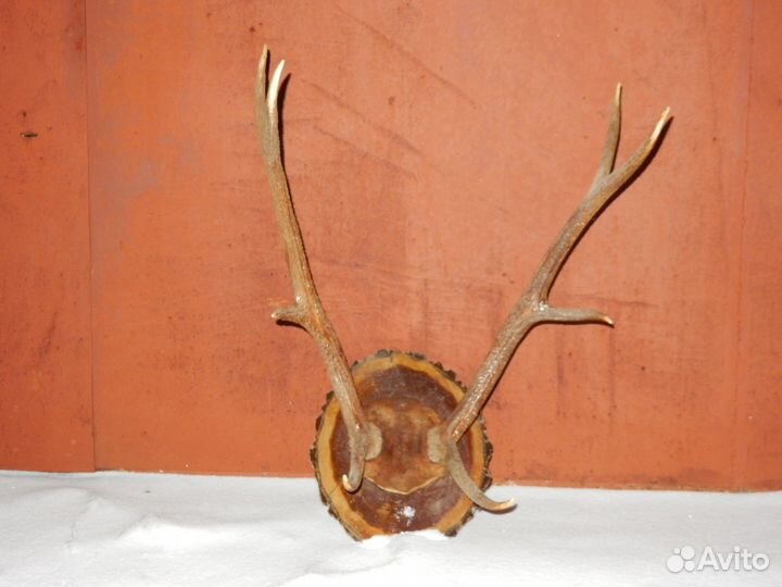 Рога изюбра