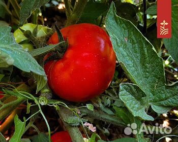Семена Томата 