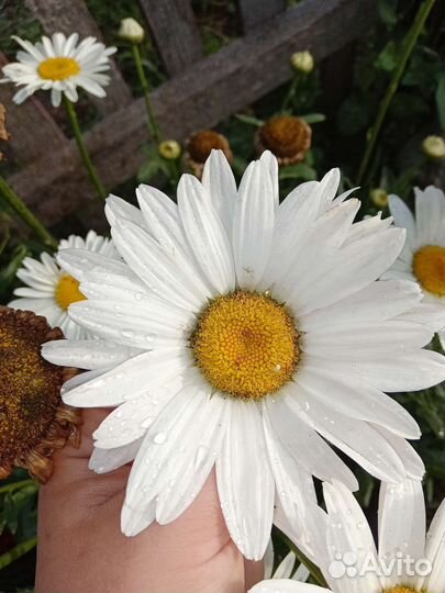 Ромашка садовая многолетняя