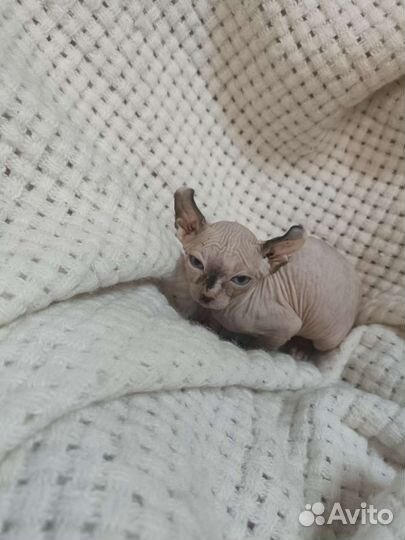 Канадский сфинкс