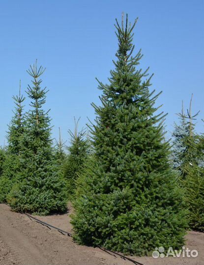 Ель Сербская Оморика