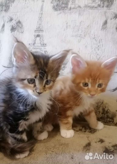 Котята мейн-кун