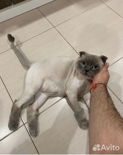 Стрижка кошек (у меня и с выездом к вам )