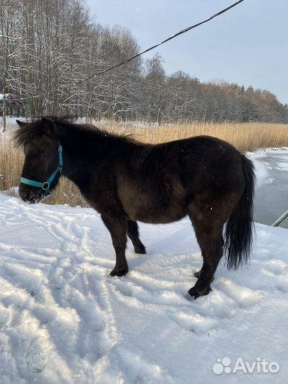 Лошадь пони