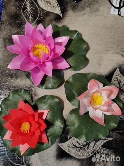 Декоративный лотос для пруда