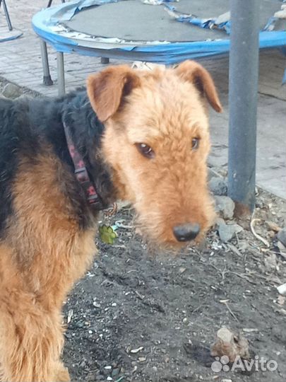 Собака для фотосессии