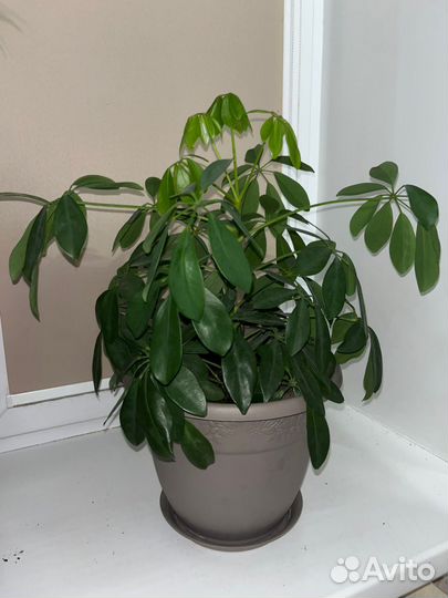 Комнатные цветы шефлера