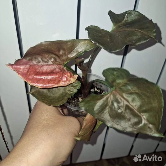 Сингониумы