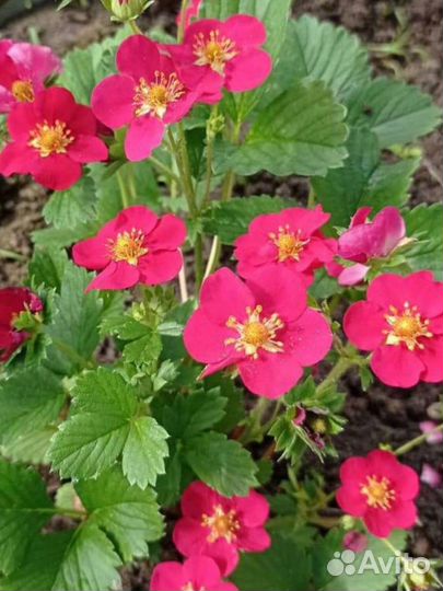 Тоскана -ампельная каскадная клубника