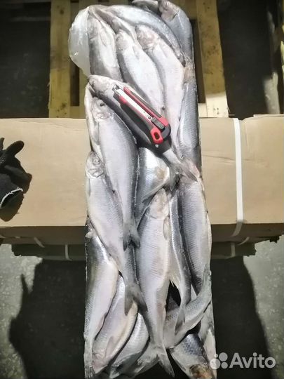 Сельдь свежемороженая