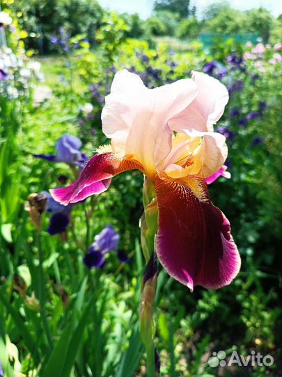 Ирисы бородатые сортовые