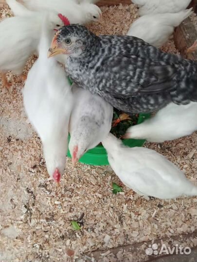 Яйцо Мастер Грис цветной бройлер Испания, Венгрия