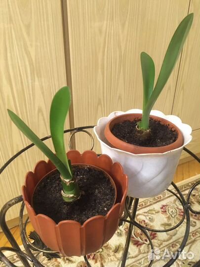 Комнатные растения, цветы