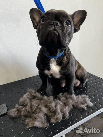 Услуги грумера