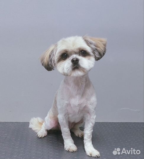 Груминг собак